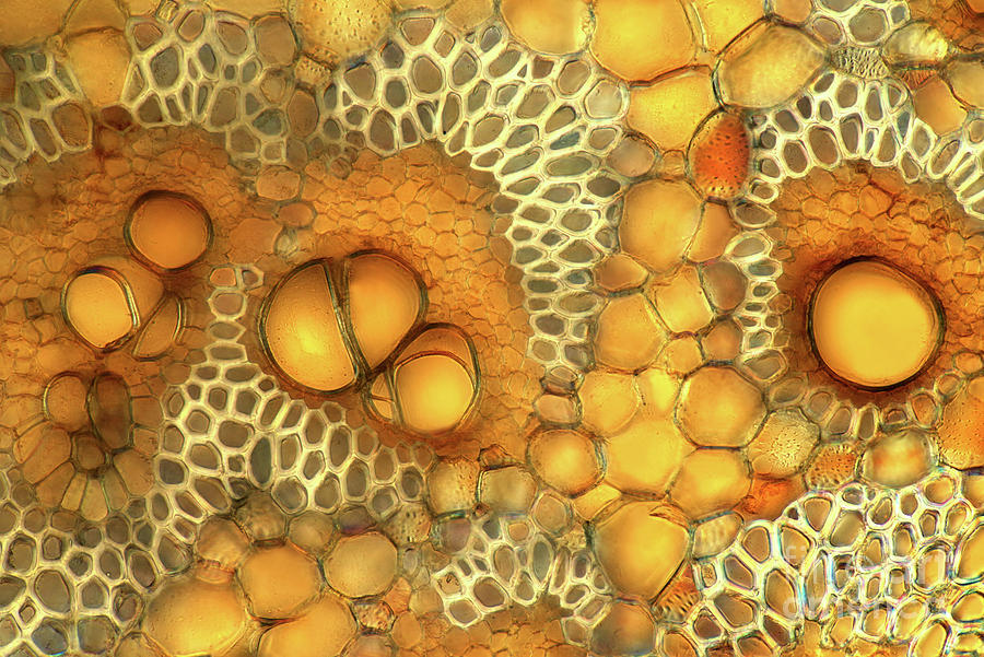 Banana Stalk Photograph by Marek Mis/science Photo Library Fine Art