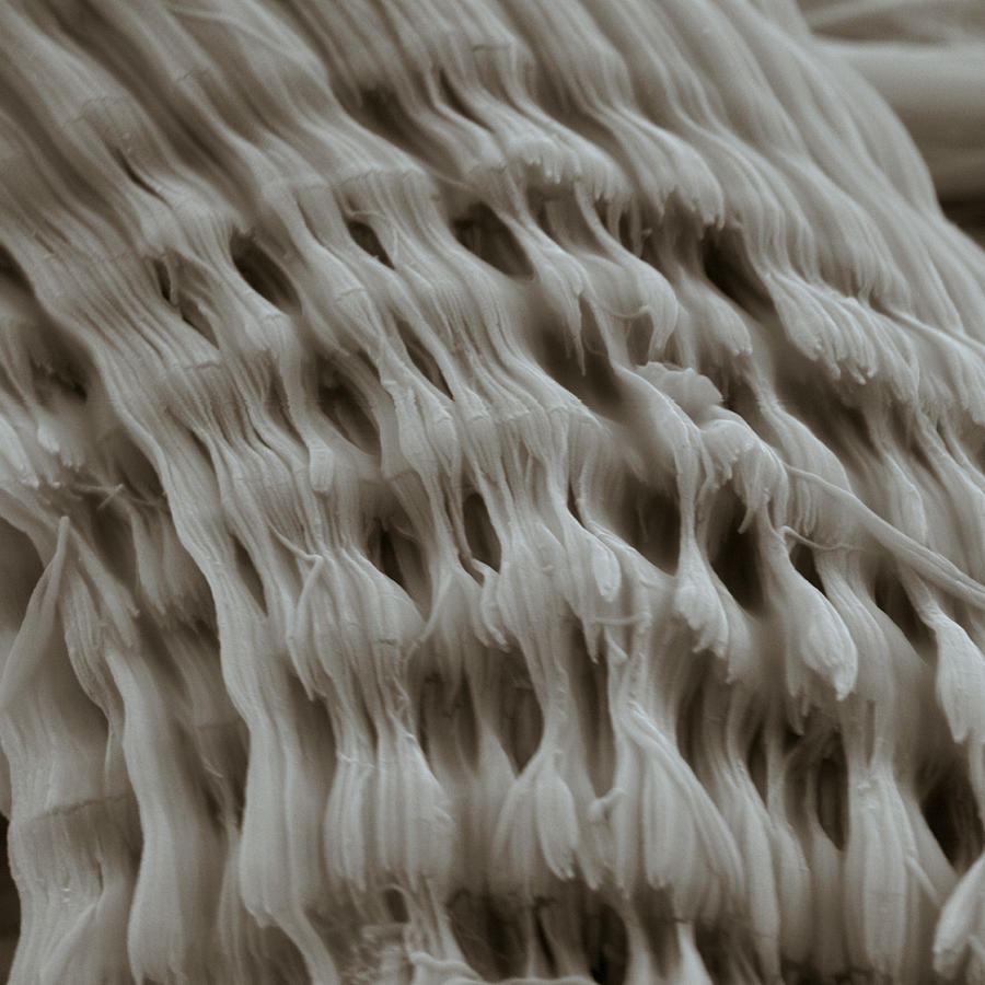 Barite Crystal Fibers #6 Photograph by Meckes/ottawa