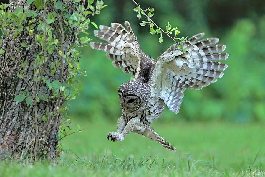 Barred Owl #6 Photograph by Gavin Lam