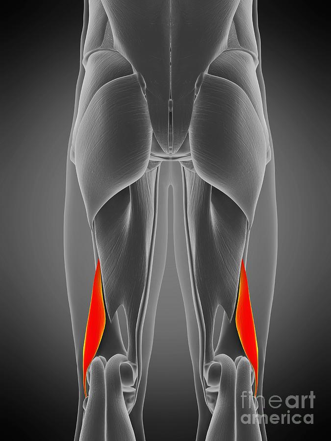 Biceps Femoris Short Muscle Photograph by Sebastian Kaulitzki/science ...