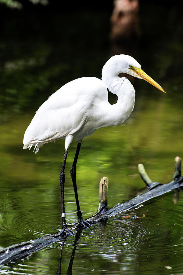 Birds Photograph by Garrick Besterwitch - Fine Art America