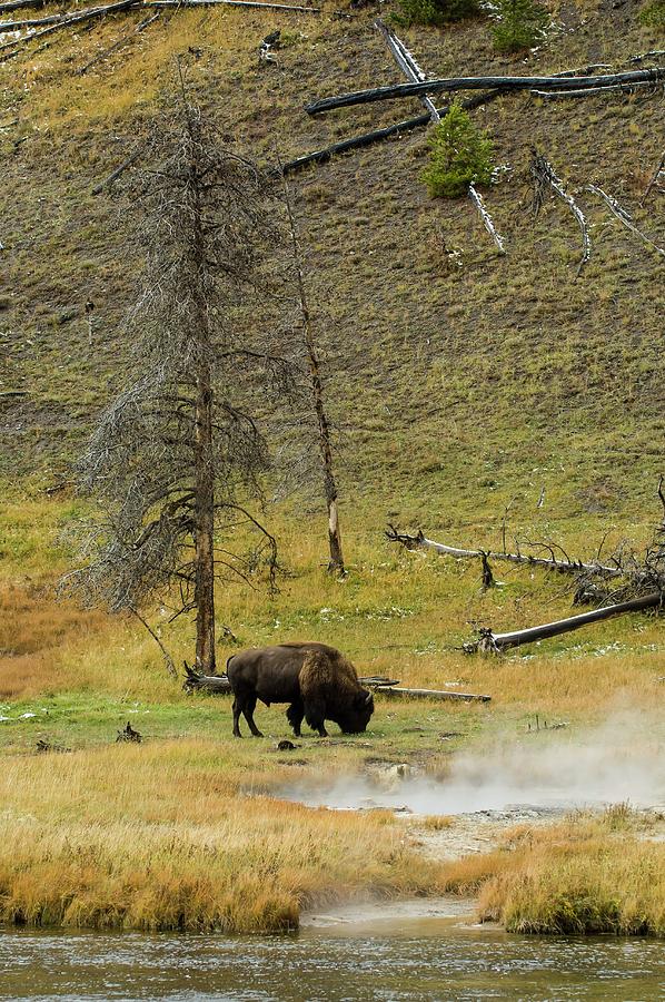 Yellowstone National Park Digital Art - Bison #6 by Jacana Stock