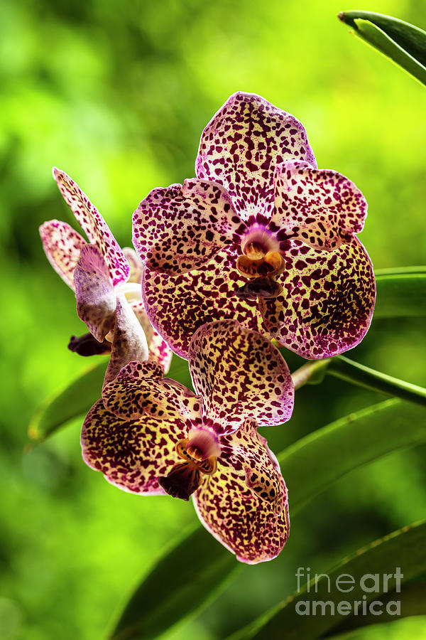 Black Spotted Vanda Orchid Flowers #6 Photograph by Raul Rodriguez