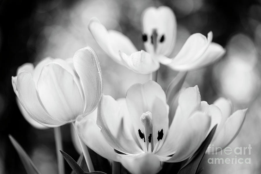 Blooming Tulip Flowers Photograph by Raul Rodriguez