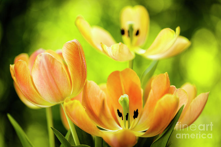 Blooming Tulip Flower Photograph by Raul Rodriguez
