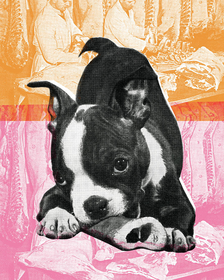 Boston Drawing - Boston Terrier #6 by CSA Images