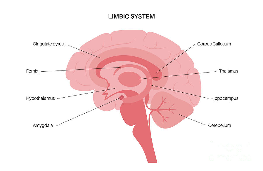 human brain diagram hippo campus