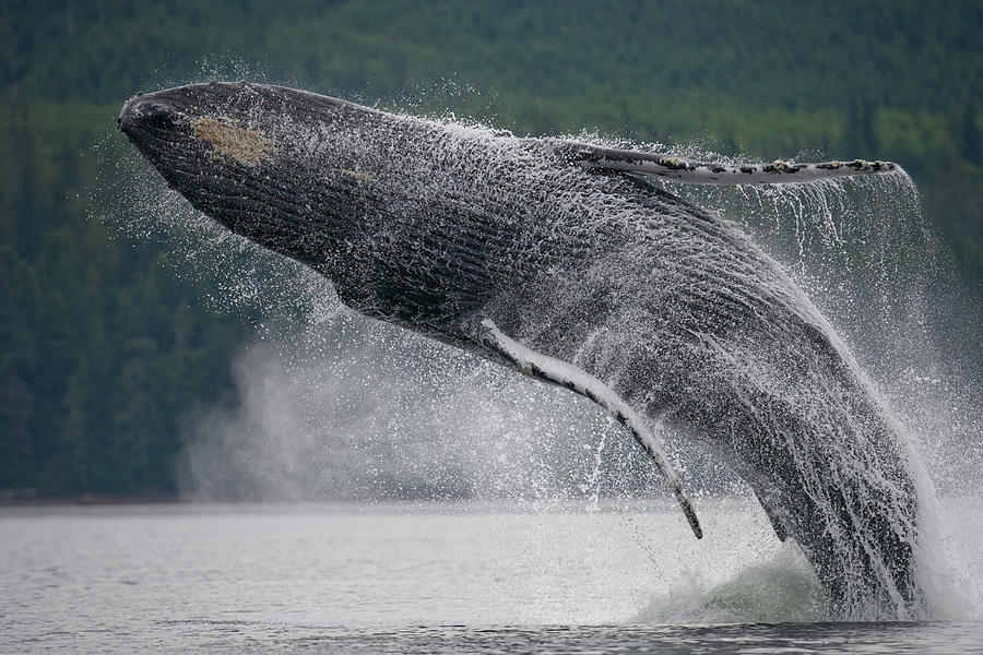 Breaching Humpback Whale, Alaska #6 Photograph by Paul Souders