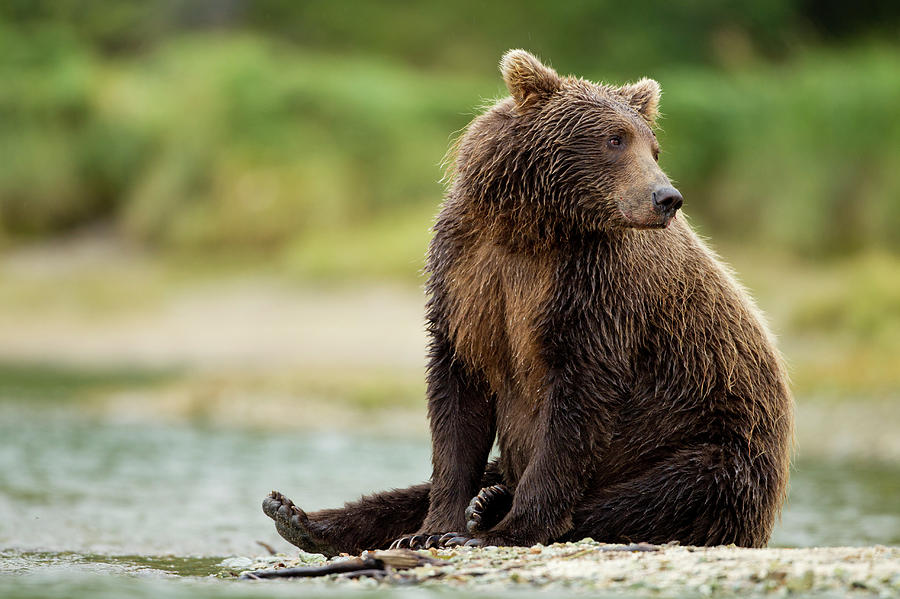 Brown Bear, Katmai National Park, Alaska #6 Photograph by Paul Souders