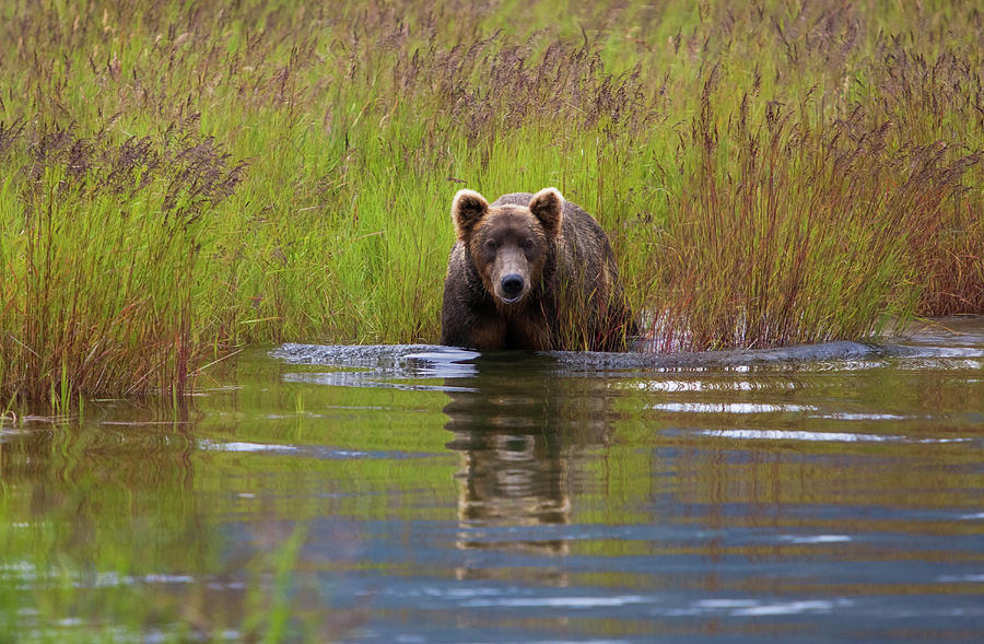 Brown Bear, Katmai National Park #6 Photograph by Mint Images/ Art Wolfe
