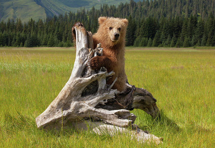 Brown Bear, Lake Clark National Park #6 Photograph by Mint Images/ Art Wolfe