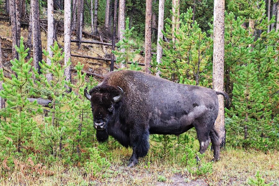 Buffalo at Yellowstone National Park #6 Photograph by Susan Jensen