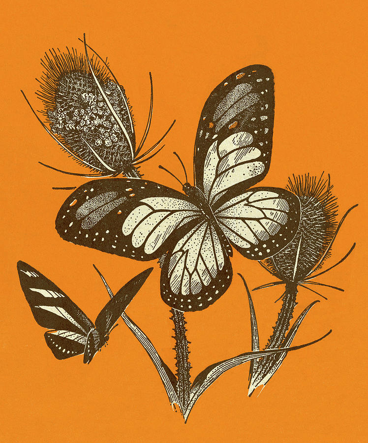Butterfly Drawing - Butterflies #6 by CSA Images