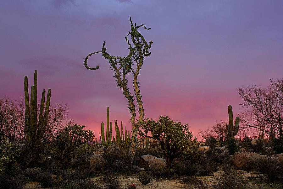 Cacti & Rocks, Baja California, Mexico #6 Digital Art by Heeb Photos