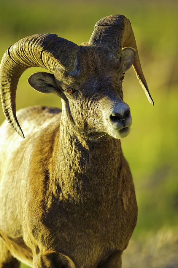 Canada, Alberta, Mountain Sheep #6 Photograph by Don White Canada, Alberta, Mountain Sheep #6 Photograph by Don White