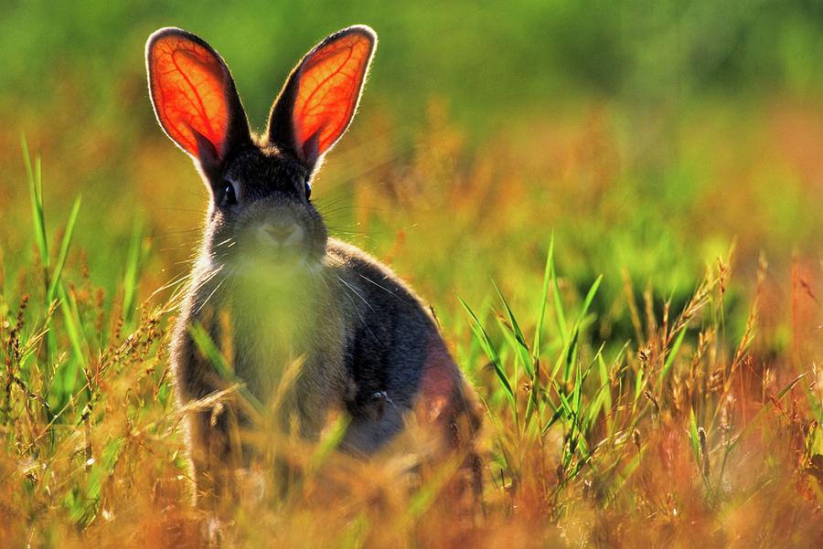 Canada, Vancouver Island, Rabbit Photograph by Don White Fine Art America