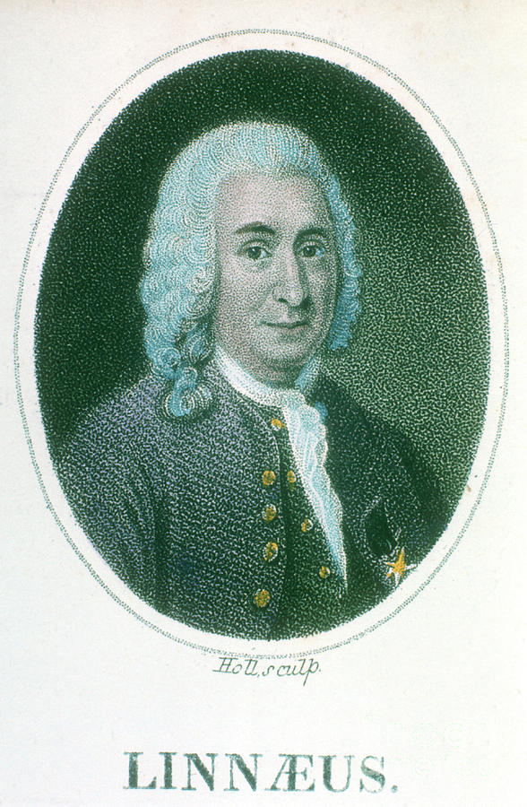 Carolus Linnaeus, 18th Century Swedish #6 Drawing by Print Collector