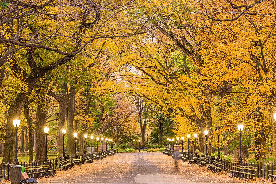 New York City Photograph - Central Park At The Mall In New York #6 by Sean Pavone