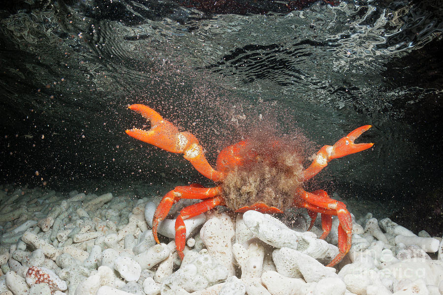 Christmas island red crab predators