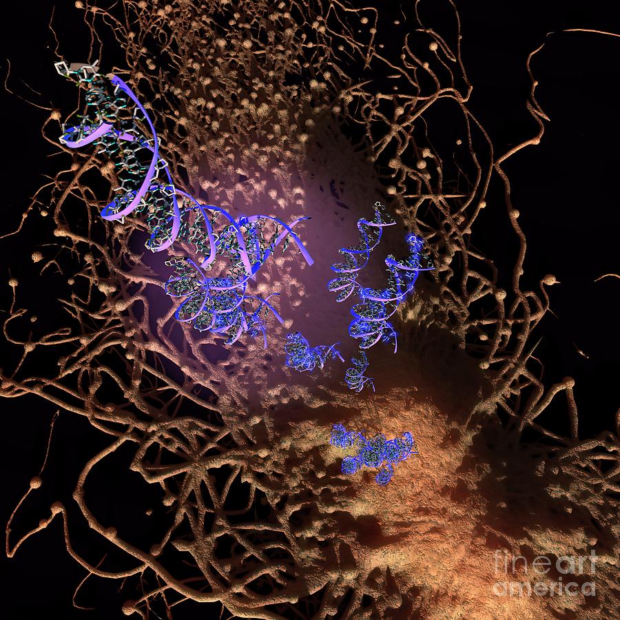 Circulating Tumor Dna Photograph By Ella Maru Studio Science Photo