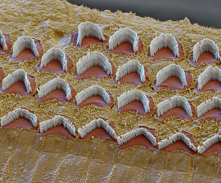 Cochlea, Outer Hair Cells, Sem #6 Photograph by Oliver Meckes EYE OF SCIENCE