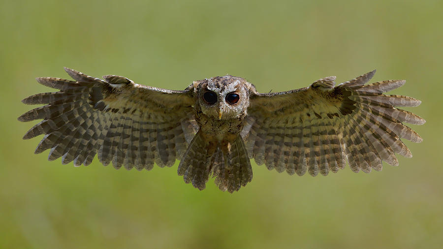 Collared Scops Owl Photograph by Gavin Lam - Fine Art America