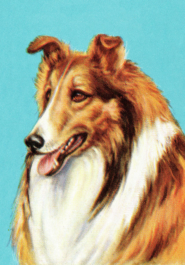 Vintage Drawing - Collie #6 by CSA Images