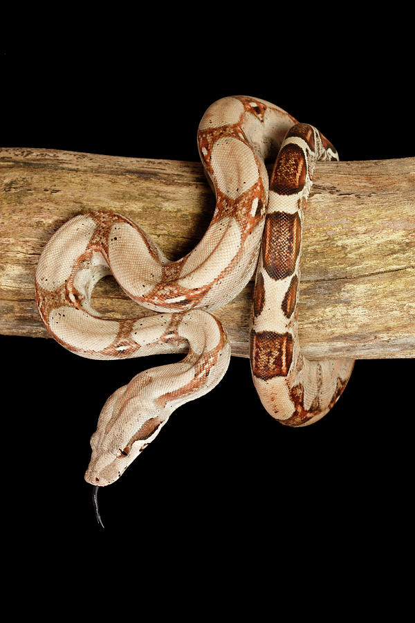 Colombian Red Tail Boa Constrictor #6 Photograph by David Kenny