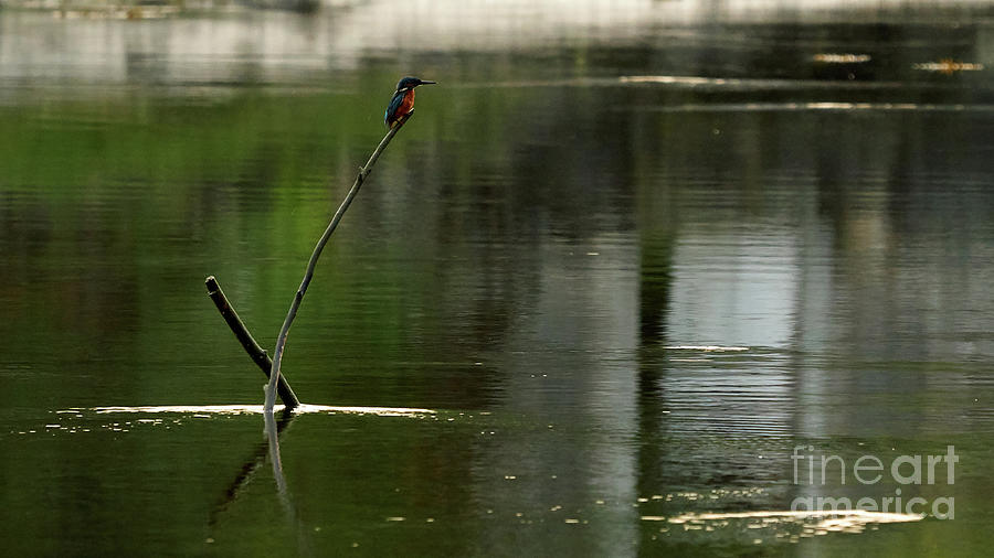 Common Kingfisher Alcedo Atthis O Seixo #6 Photograph by Pablo Avanzini