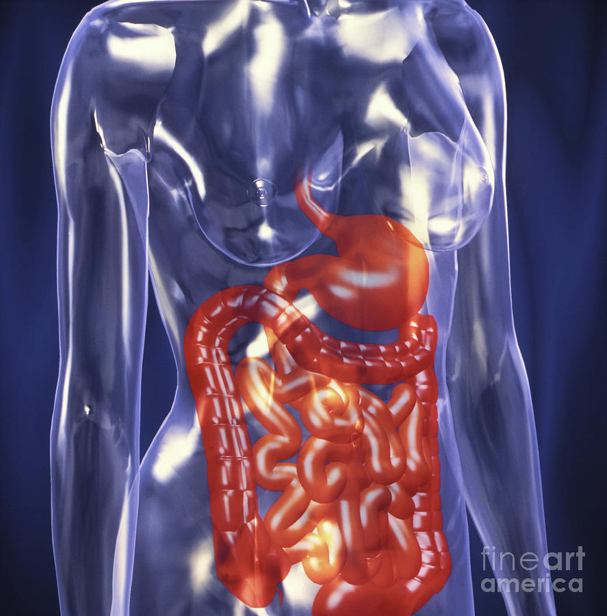 Computer Art Showing The Healthy Digestive System Photograph By Alfred Pasieka Science Photo