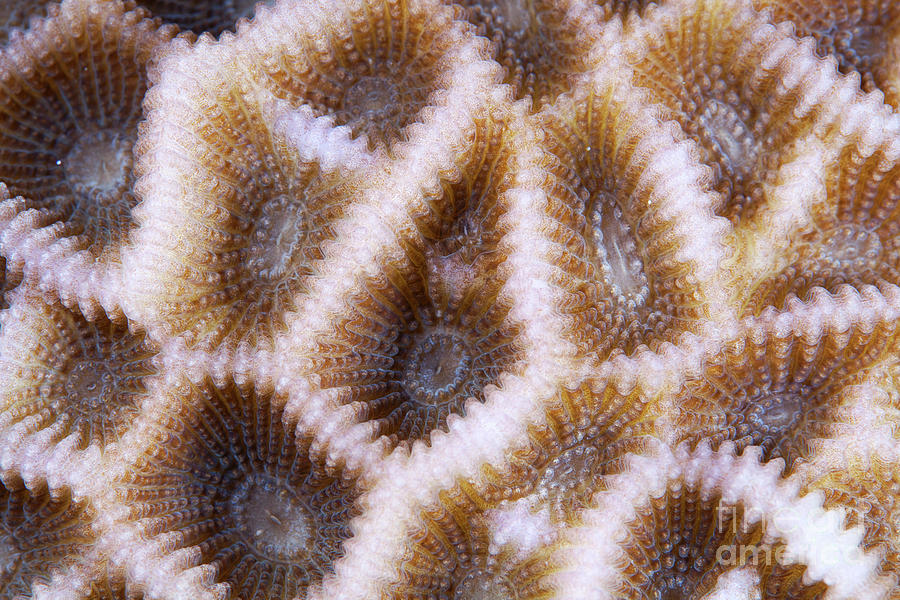 Coral Surface Photograph by Alexander Semenov/science Photo Library