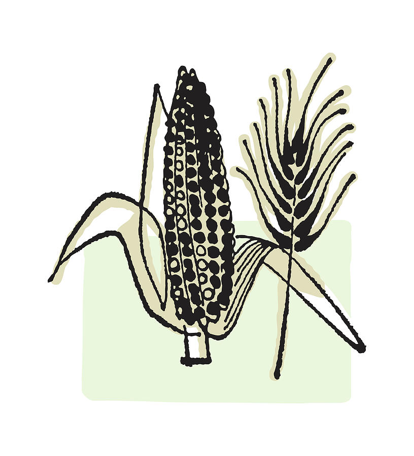 Vintage Drawing - Corn #6 by CSA Images