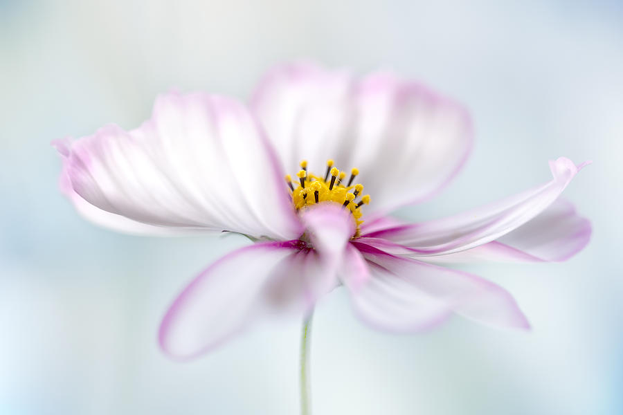 Summer Photograph - Cosmos #6 by Mandy Disher