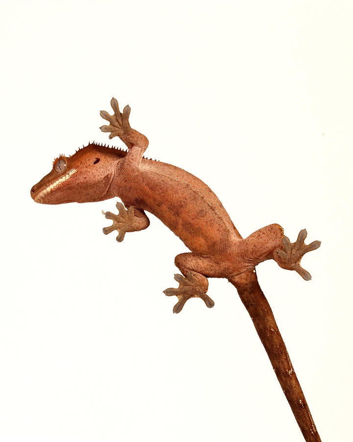 Crested Gecko Correlophus Ciliatus #6 Photograph by David Kenny