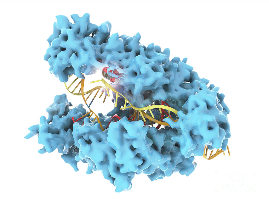 Crispr Cas12a Protein Photograph by Ramon Andrade 3dciencia/science ...