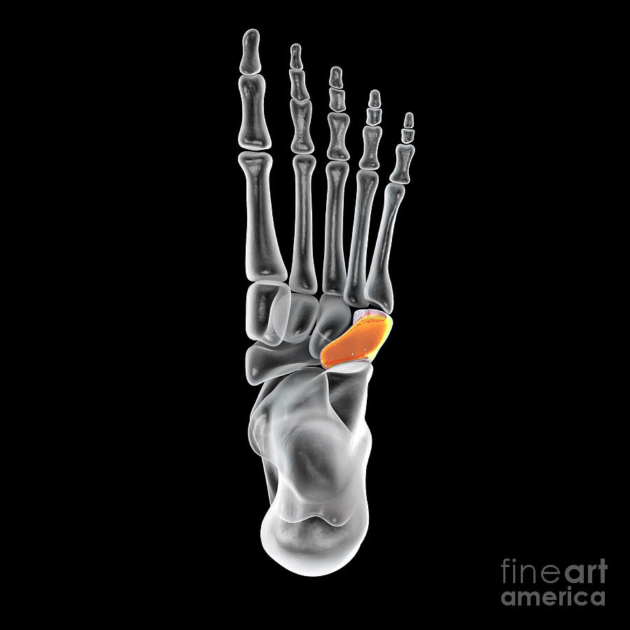 Cuboid Bone Photograph by Kateryna Kon/science Photo Library - Fine Art ...