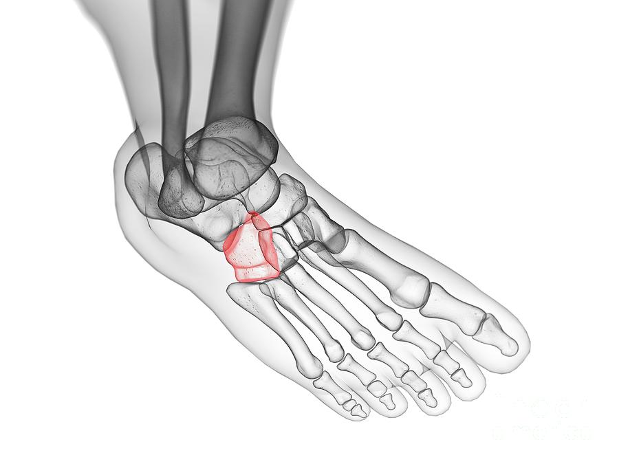 Cuboid Bone Photograph By Sebastian Kaulitzki Science Photo Library