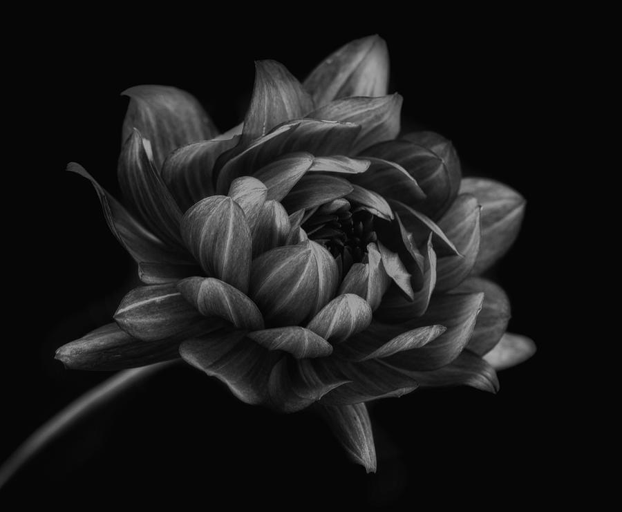 Flower Photograph - Dahlia #6 by Lotte Grnkjr