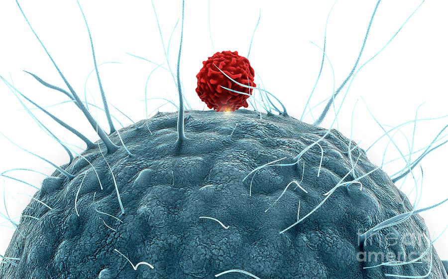 Dendritic Cell And T Cell #6 Photograph by Tim Vernon / Science Photo Library