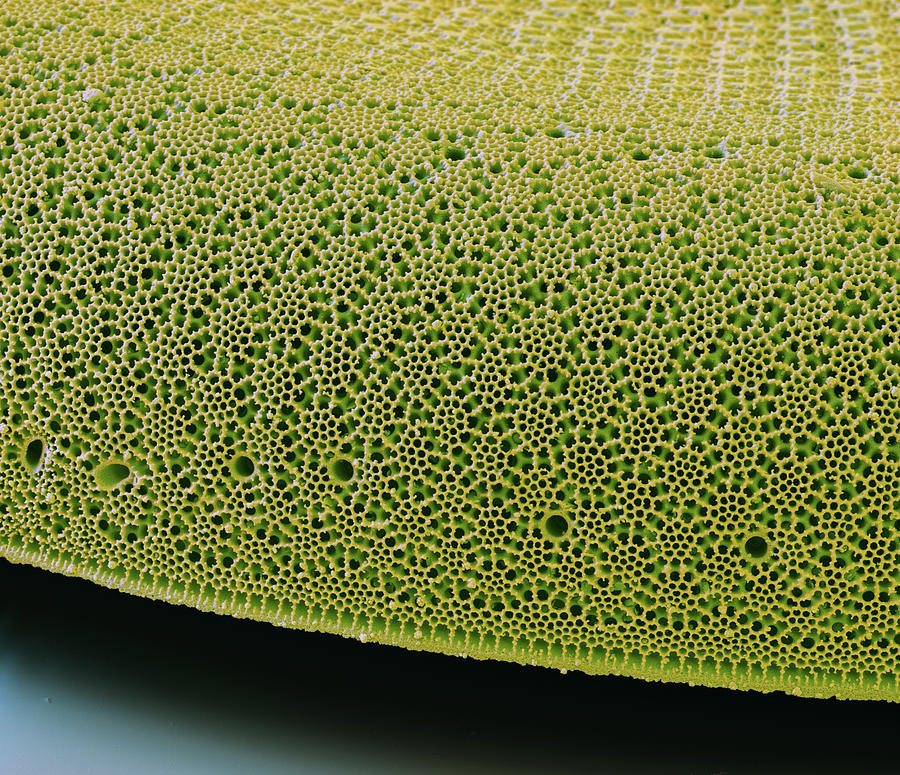Diatom Coscinodiscus Sp., Sem #6 Photograph by Oliver Meckes EYE OF SCIENCE