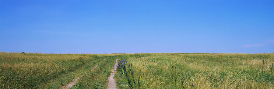 Nature Photograph - Dirt Road Passing Through A Field #6 by Panoramic Images