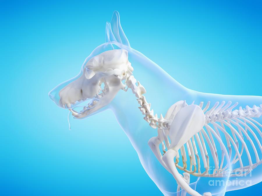 Nature Photograph - Dog Skeleton #6 by Sebastian Kaulitzki/science Photo Library