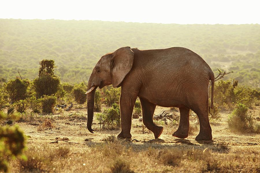 Elephant, South Africa #6 Digital Art by Richard Taylor
