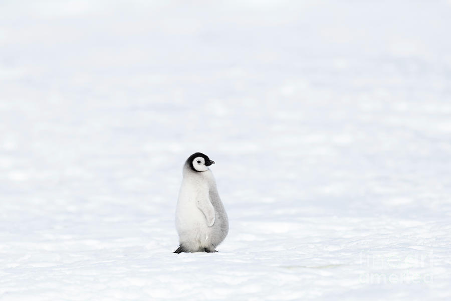 Emperor Penguin Chick Photograph by Dr P. Marazzi/science Photo Library ...