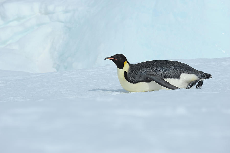 Emperor Penguin #6 Photograph by Raimund Linke