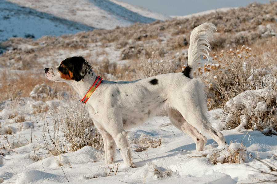 English Setter On Point #6 Photograph by William Mullins