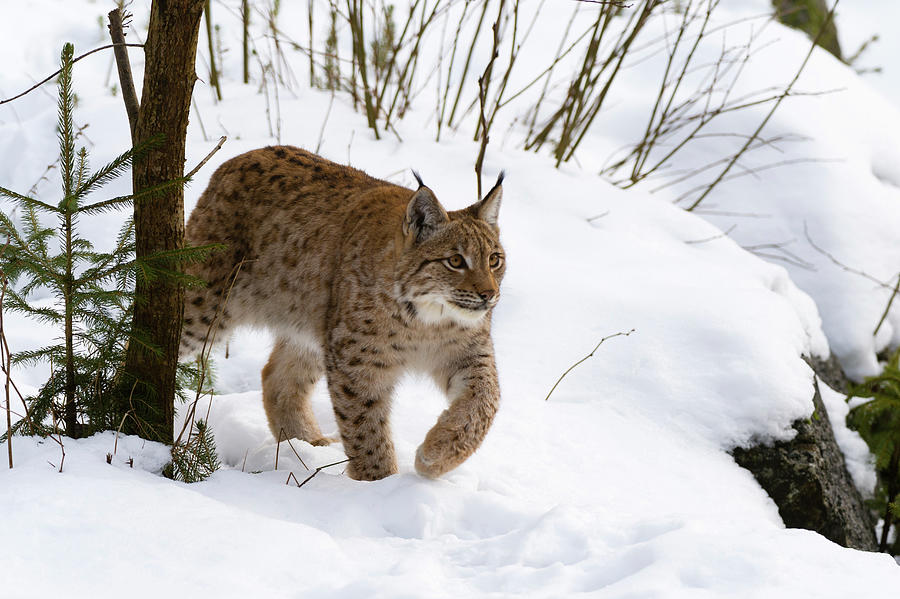 Lynx boreal -Shubenacadie Wildlife Park