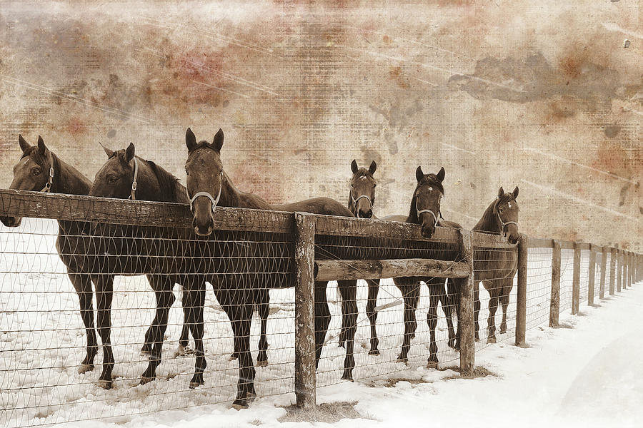 Horse Mixed Media - 6 Faces Vintage by Erin Clark