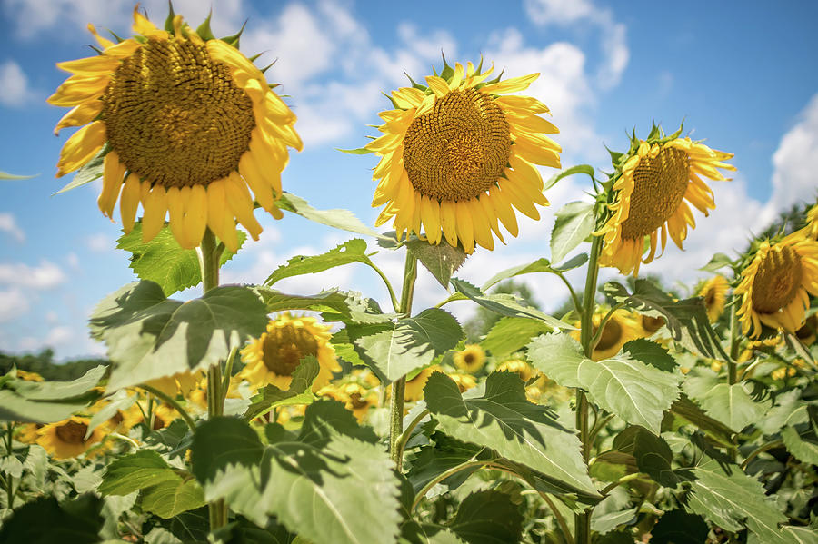 Famland Filled With Sunflowers On Sunny Day #6 Photograph by Alex Grichenko