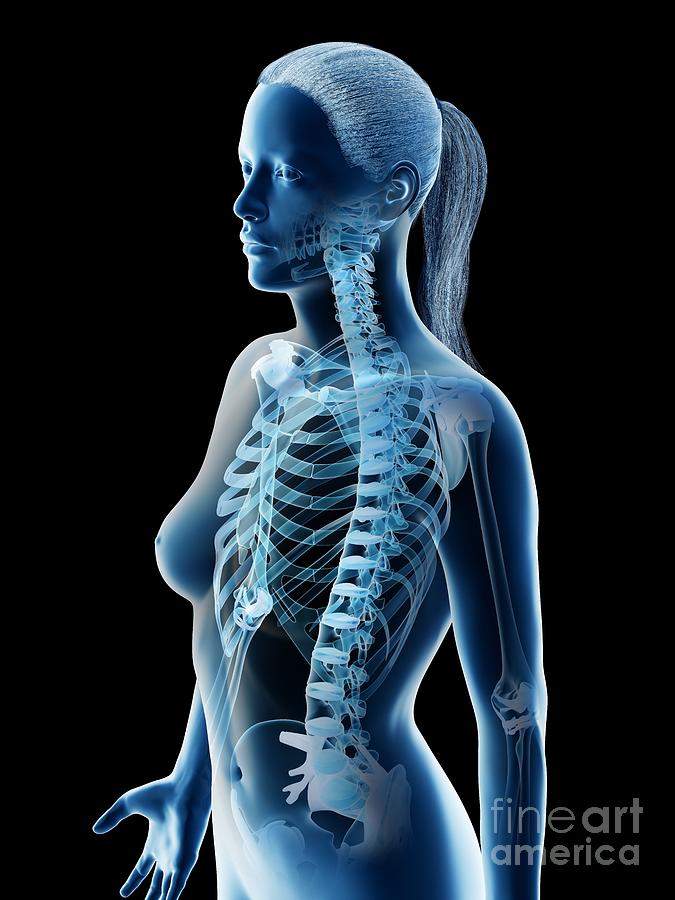 Female Thorax Bones #6 Photograph by Sebastian Kaulitzki/science Photo Library